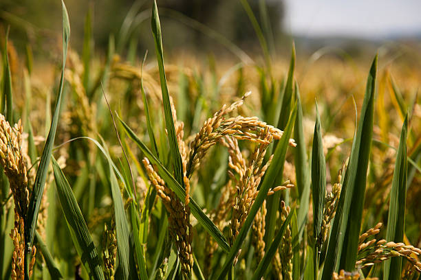 Giá lúa gạo 25/4: Giữ ổn định trong phiên đầu tuần