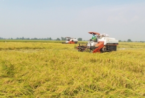 Liên kết sản xuất và tiêu thụ lúa gạo để phát triển bền vững